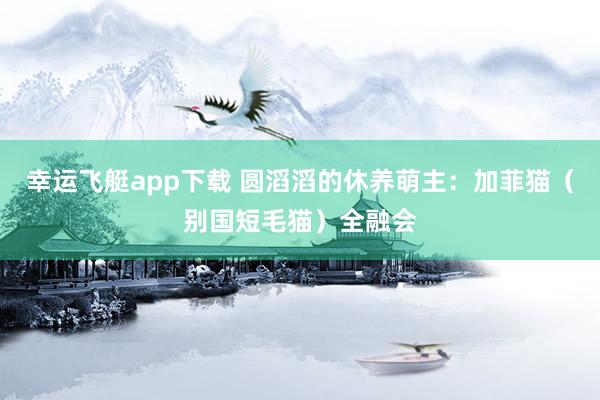 幸运飞艇app下载 圆滔滔的休养萌主：加菲猫（别国短毛猫）全融会