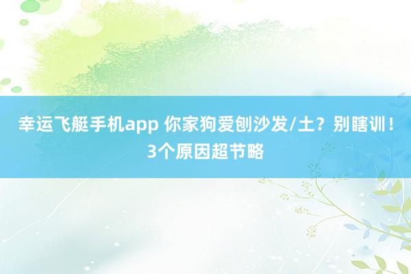 幸运飞艇手机app 你家狗爱刨沙发/土？别瞎训！3个原因超节略
